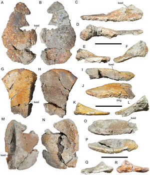 Invictarx zephyri holotype: isolerte osteoderms i nakke- og skulderområdet