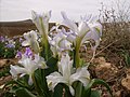 Iris aucheri plant in Syria.jpg