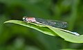 Ischnura elegans f. rufescens