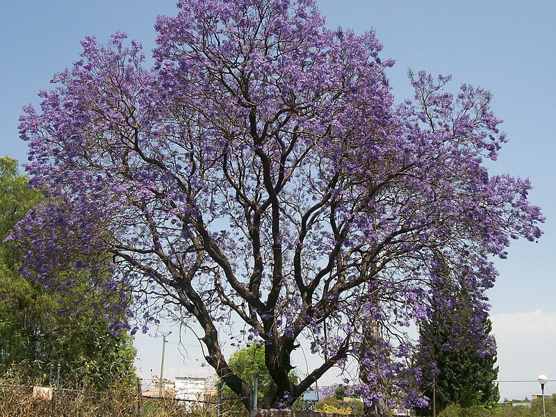 File:Jacaranda en la colonia Real del Monte, Puebla 04.jpg