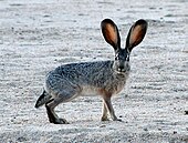 Lepus californicus, or black-tailed jackrabbit Jackrabbit2 crop.JPG