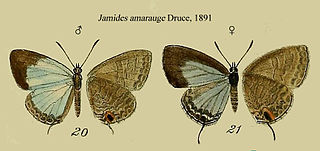 <i>Jamides amarauge</i> Species of butterfly