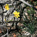 Narcisse d'Asso (Narcissus assoanus).