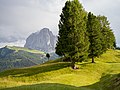 * Nomination Juac meadows with swiss pine trees (pinus cembra) larch trees (larix decidua) with the Saslonch peak. --Moroder 16:21, 18 July 2018 (UTC) * Promotion  Support Very good quality. Perhaps, IMO, a bit tight at top, but clear QI--Lmbuga 16:27, 18 July 2018 (UTC)