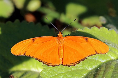 Tập_tin:Julia_butterfly_(Dryas_iulia_delila)_female_J.JPG