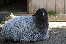 Karakul sheep in Akron Zoo.jpg