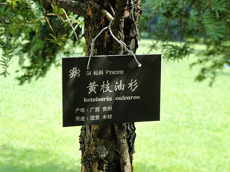 Tập_tin:Keteleeria_calcarea_-_Kunming_Botanical_Garden_-_DSC02746.JPG