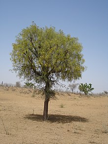 Prosopis cineraria grows around the fringes of deserts. Khejri.jpg