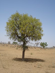 Prosopis cineraria or Khejri Khejri.jpg