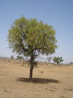 <i>Prosopis cineraria</i> Species of legume