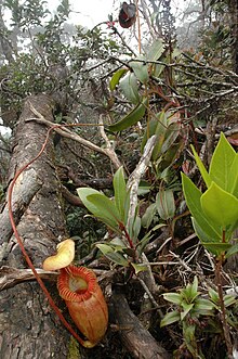 Climbing plant with pitcher Kinabalu villosa plants 50.jpg