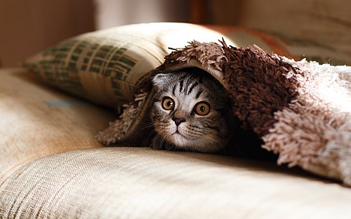 Kitten hiding under a plaid