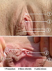 [3] Bei 2 sieht man die Eichel der Klitoris.