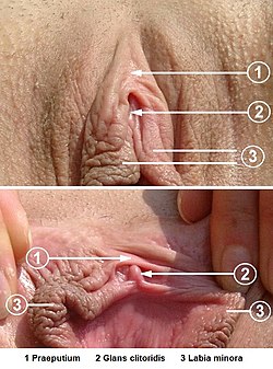 Klitoris-vorhaut und Klitoris.jpg