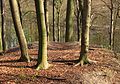 Wald am Kötterberg