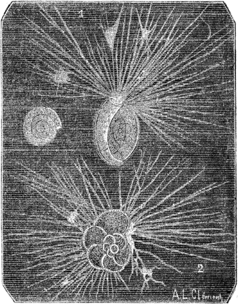 File:La Nature - 1879 - S1 - p241- Origines de la vie-Fig.2.png