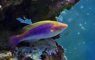 <span class="mw-page-title-main">Lubbock's wrasse</span> Species of fish