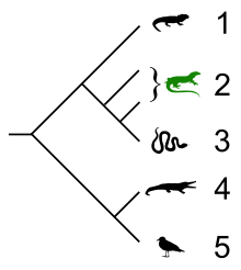 Lacertilia cladogram.svg