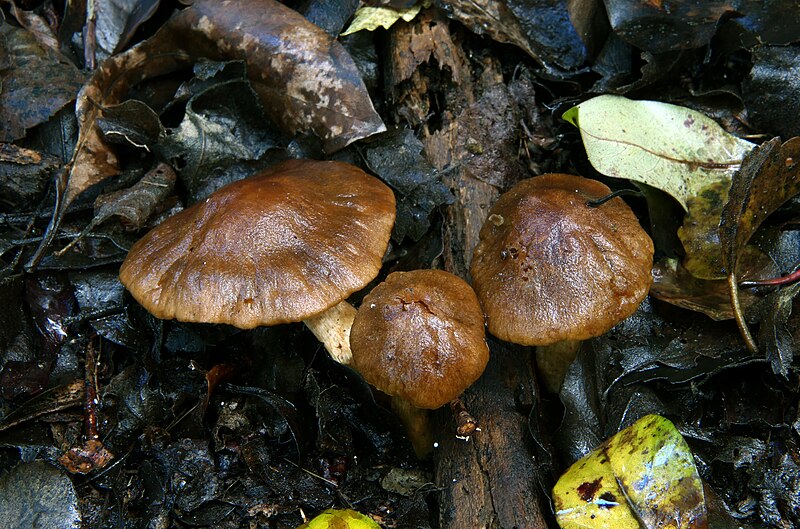 File:Lactarius umerensis (52114054585).jpg