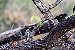 Thumbnail for File:Ladder-backed woodpecker.jpg