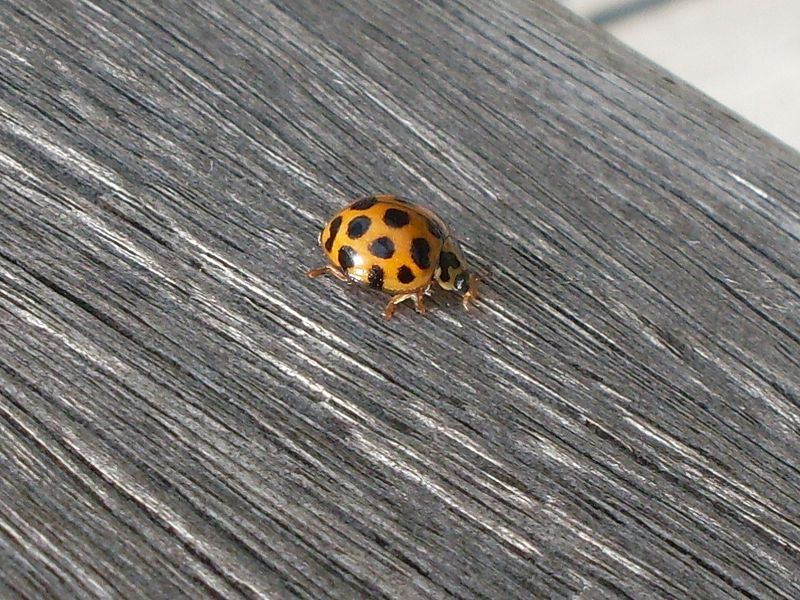 File:Ladybird (3235743597).jpg