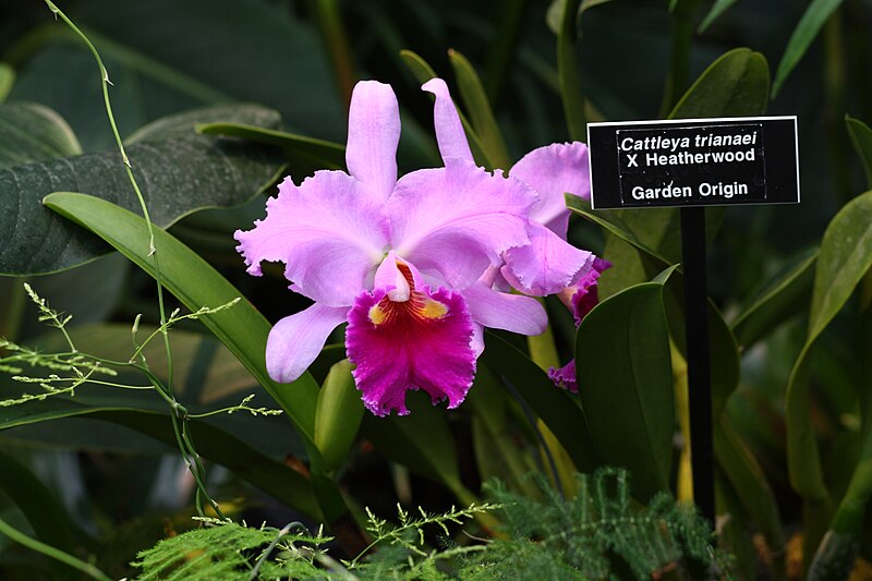 File:Laeliocattleya trianaei X Heatherwood, Garden Origin, Phipps Conservatory, 2011-03-13.jpg