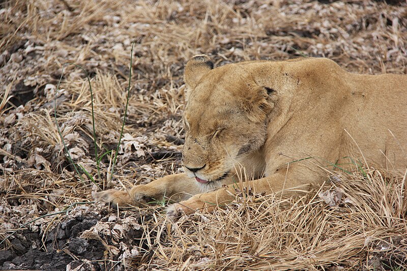 File:Laika ac Lioness (9806729123).jpg