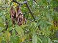 Magas kőris (Fraxinus excelsior)