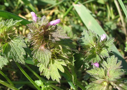 Lamium hybridum