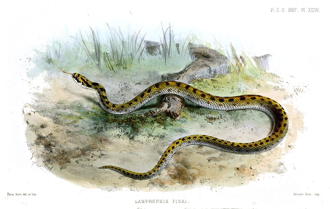 Lamprophis fiskii