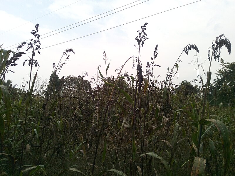 File:Lango Traditional Food Crop (Sorghum) in Lira City.jpg