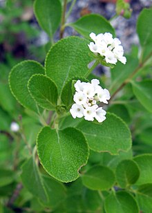 Lantana incolucrata.jpg