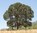 Large Blue Oak.jpg