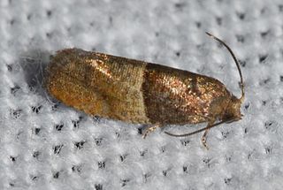 <i>Larisa subsolana</i> Species of moth