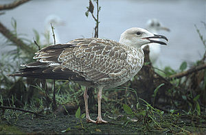 Larus cachinnans 1 young (Marek Szczepanek).jpg