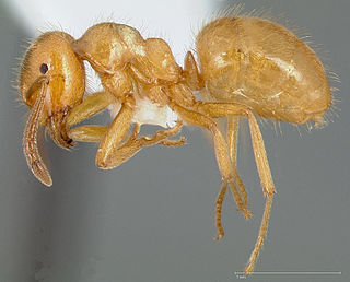 <i>Lasius latipes</i> Species of ant