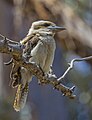 * Nomination Laughing kookaburra (Dacelo novaeguineae) --Charlesjsharp 11:05, 6 February 2024 (UTC) * Promotion Good quality. --Milseburg 13:39, 6 February 2024 (UTC)