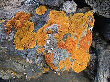 Biological weathering of basalt by lichen, La Palma Lava z14.jpg