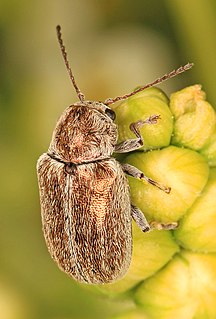 <i>Glyptoscelis</i> Genus of leaf beetles