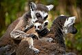 Lemur catta, Duisburg - 0859.jpg