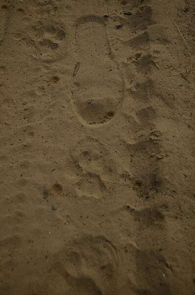 File:Leopard tracks JEG7694 02.jpg