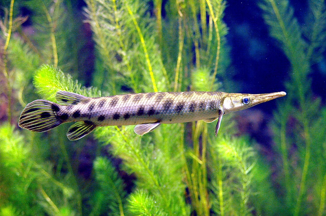 Lepisosteus oculatus