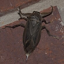 Lethocerus uhleri ​​P1100130b.jpg