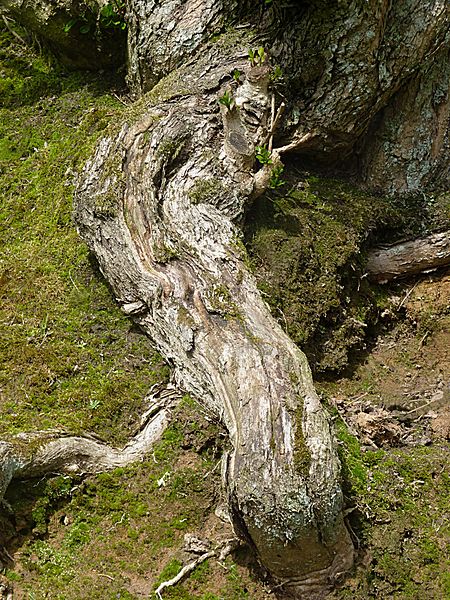 File:Ligustrum ovalifolium roots J1.JPG