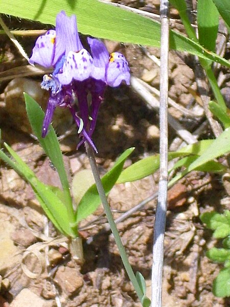 File:Linaria amethystea Flores 2010-4-02 SierraMadrona.jpg