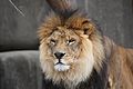 Good resolution and nice lion, but I don't like the composition: too tight at bottom, rule of thirds (the head is too centered for me)--Lmbuga 00:46, 1 September 2012 (UTC)