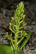 Liparis capensis