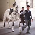 Un jeune Lipizzan en route vers l’entraînement