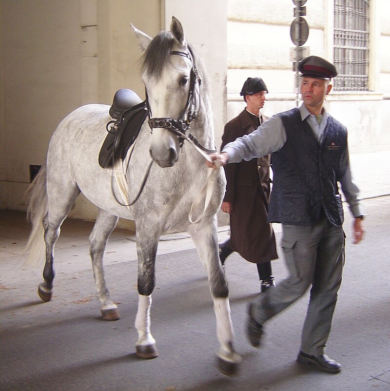 Longe cavesson, fitted with a bit. Lipizzaner DSC02450.jpg