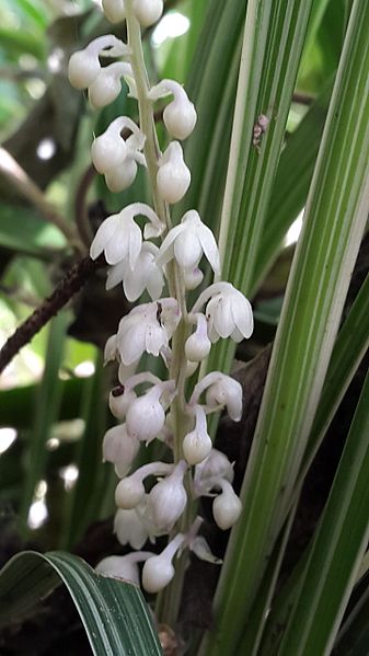 File:Liriope spicata00.jpg